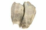 Fossil Woolly Rhino (Coelodonta) Tooth Crown - Siberia #252064-2